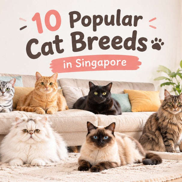 10 popular cat breeds in Singapore lounging in a modern HDB flat living room