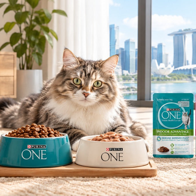 Purina ONE dry and wet cat food feeding bowl setup in Singapore.