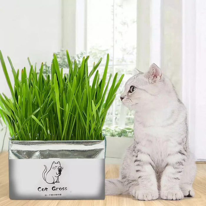Natural Cat Grass Planting Kit DIY Cat Grass- Soil-less Fast Growing Wheat grass Planting Set for Hairball Control