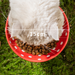 Minimalist ceramic pet food and water bowl featuring a modern Red Mushroom design with a 300ml capacity