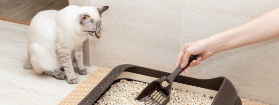 Why Regular Cat Litter Changes Are So Important?