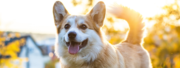 Fresh Breath & Healthy Smiles: Why Dental Care Matters for Your Dog