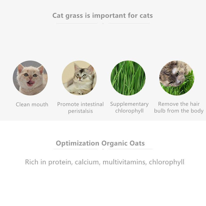Natural Cat Grass Planting Kit DIY Cat Grass- Soil-less Fast Growing Wheat grass Planting Set for Hairball Control